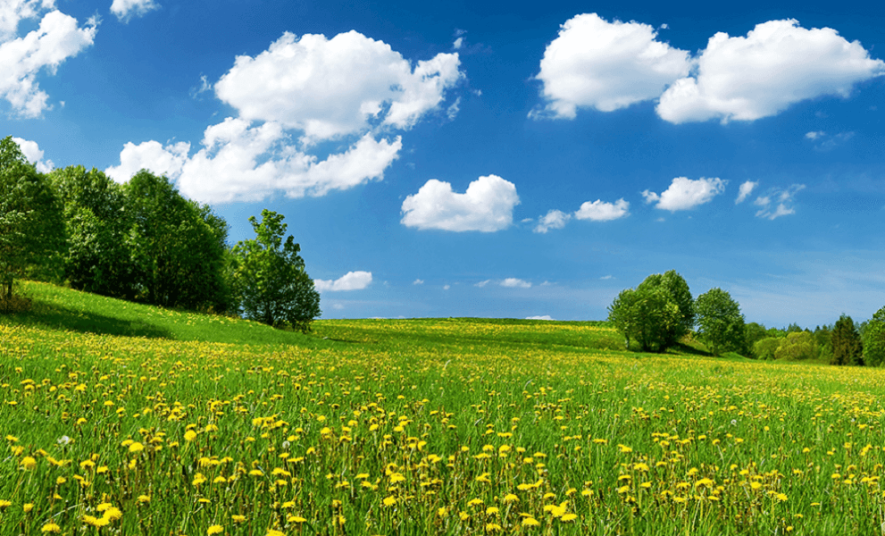 A field with trees